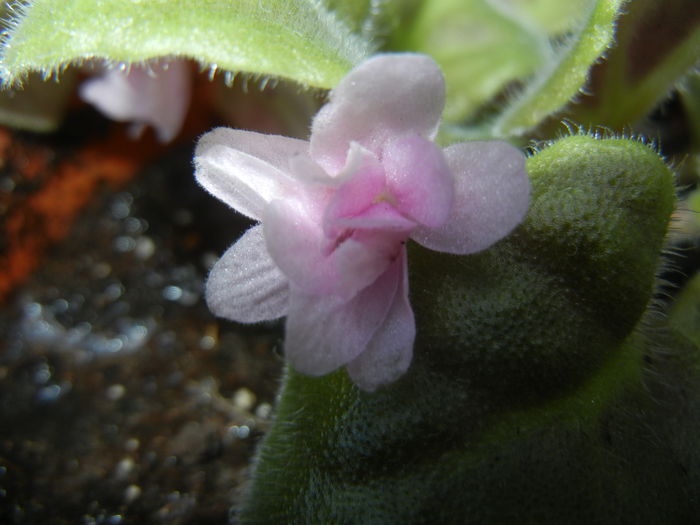 Pink African Violet (2014, Sep.15) - Saintpaulia Pink