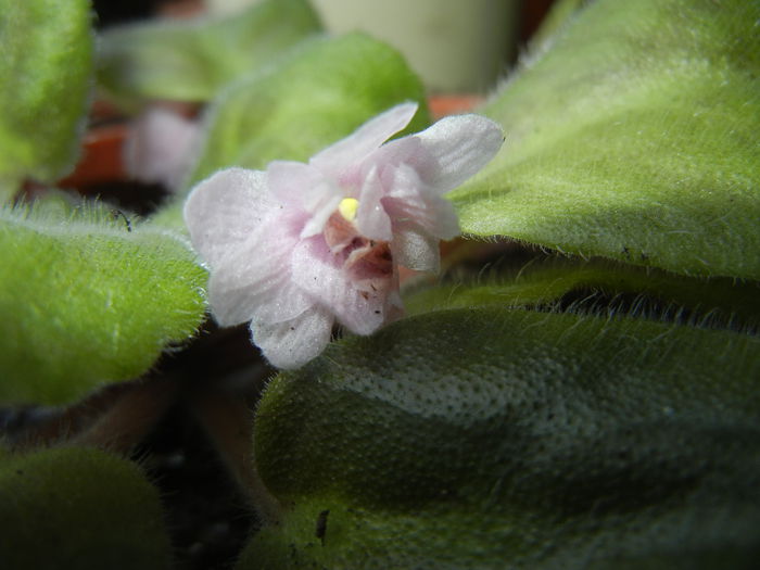 Pink African Violet (2014, Sep.15) - Saintpaulia Pink