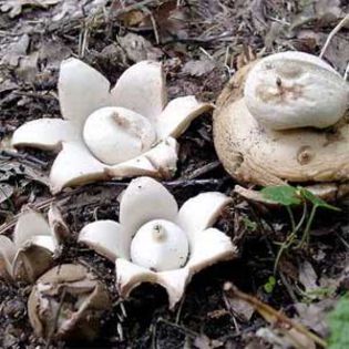 Geastrum fimbriatum - ciuperci deosebite