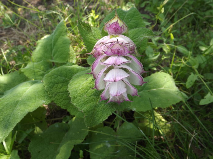 DSCF3110 - Flori amestec