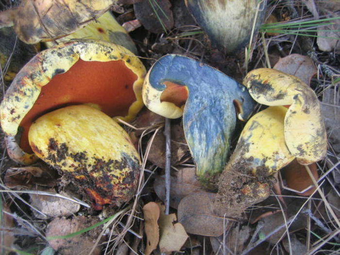 Ciuperca bicoloră; (Boletus erythropus)Când porii sunt atinşi,se colorează în albastru-închis.In contact cu aerul,capătă rapid un colorit verde-albăstrui.pt consum,trebuie fiartă;în stare crudă este toxică
