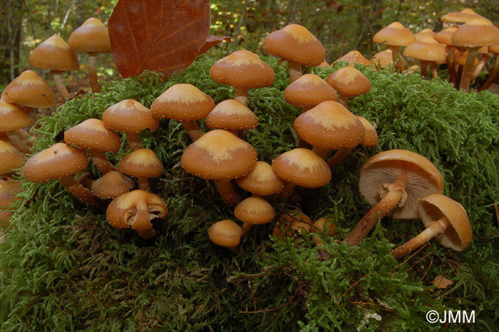 Gheba ciobanilor; (Kuehneromyces mutabilis) în grupuri,pe cioturi şi buşteni în putrefacţie,în păduri de foioase,de la câmpie la munte,din martie  până la finele lui noiembrie.se foloseste palaria,piciorul e f fibros
