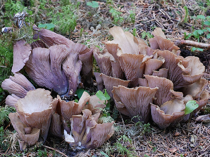 Urechea porcului; (Gomphus clavatus) miros de migdale,gust plăcut si picior violet,cât ciuperca este tânără și cu gust acru si picior maroniu,la ciupercile bătrâne.in paduri de brad si molid
