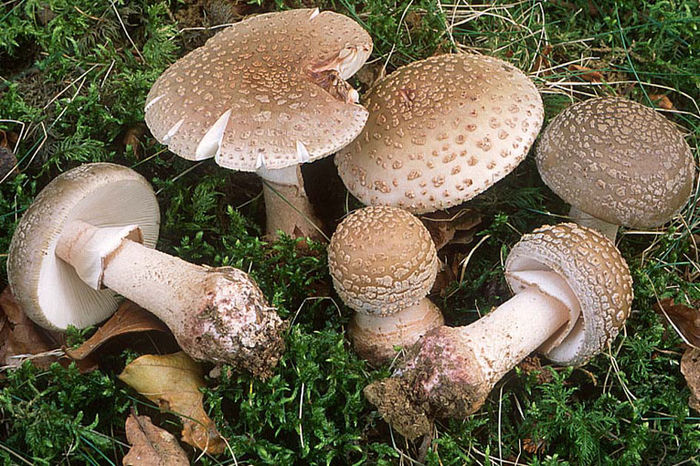 Plopenchi sau Cucu; sau Buretele brobonat(Amanita rubescens)Comestibilă doar dupa fierbere îndelungată,cu aruncarea apei după fierbere.se oxidează rapid sub acțiunea aerului în roz-roșiatic
