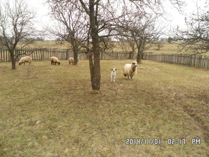 SAM_0094