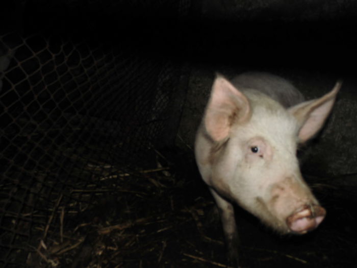 CIMG1625 - poze pentru Marius