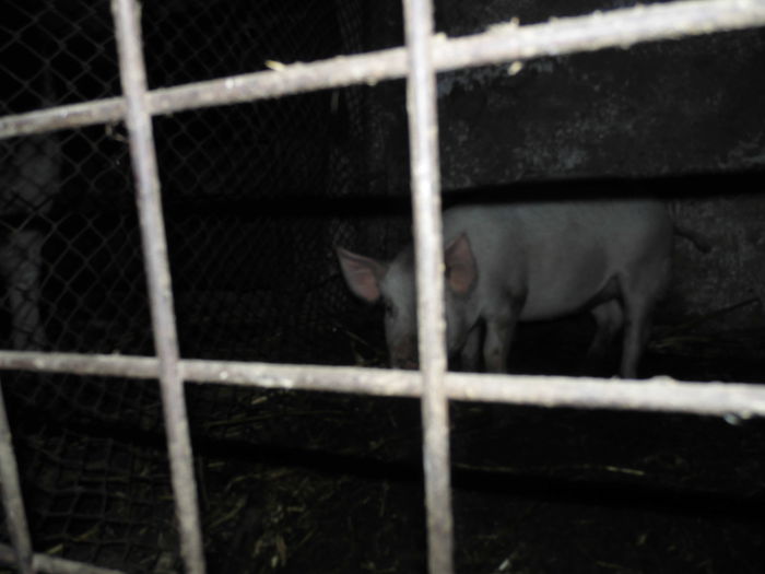 CIMG1623 - poze pentru Marius