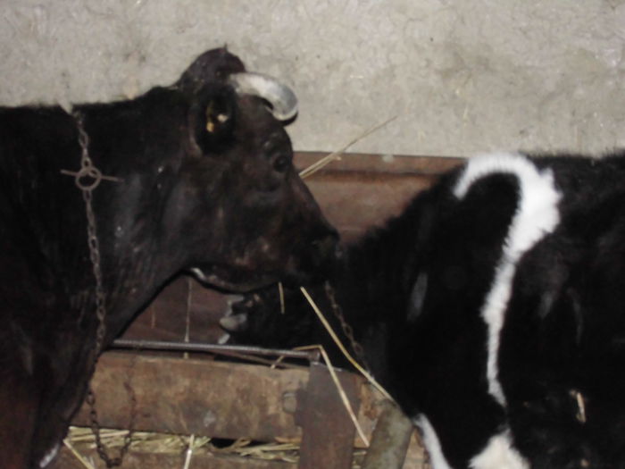 CIMG1621 - poze pentru Marius