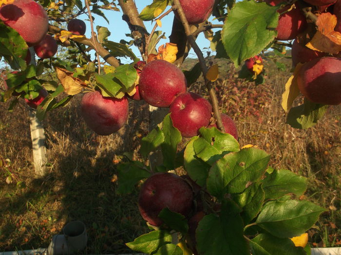 DSCF5918 - POMI FRUCTIFERI