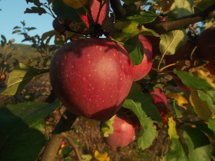 DSCF5920 - POMI FRUCTIFERI