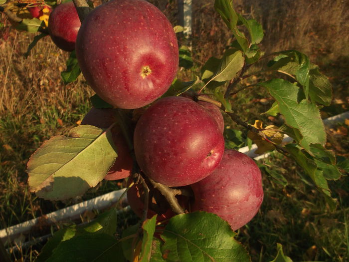 DSCF5921 - POMI FRUCTIFERI