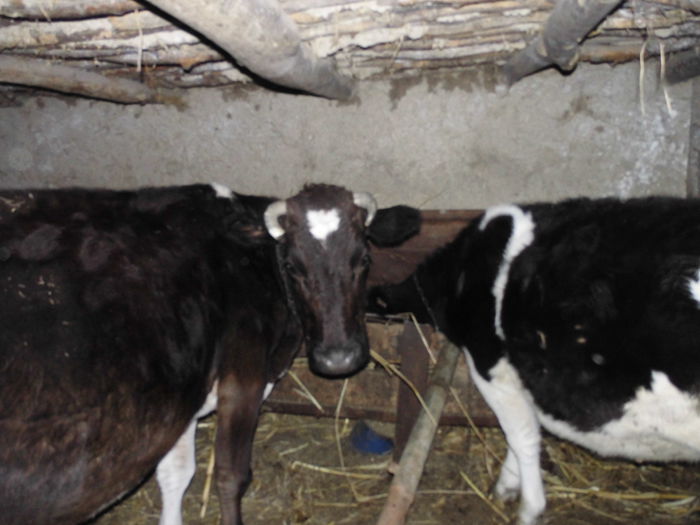 CIMG1620 - poze pentru Marius