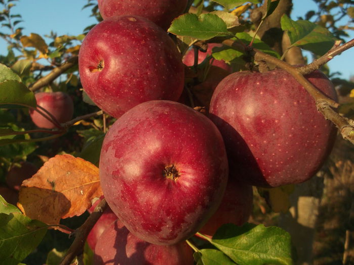 DSCF5925 - POMI FRUCTIFERI