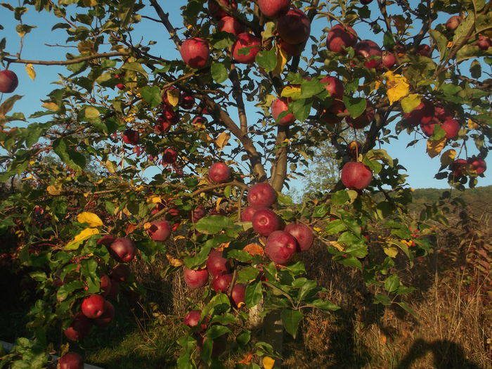 DSCF5926 - POMI FRUCTIFERI