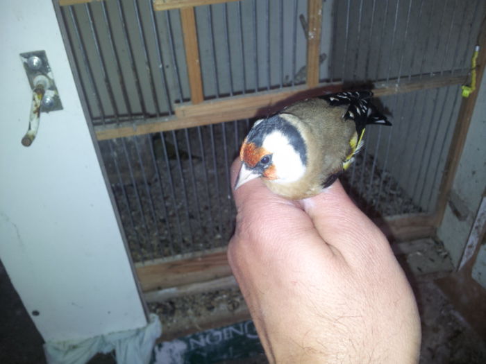 prins acum 02.11.2014