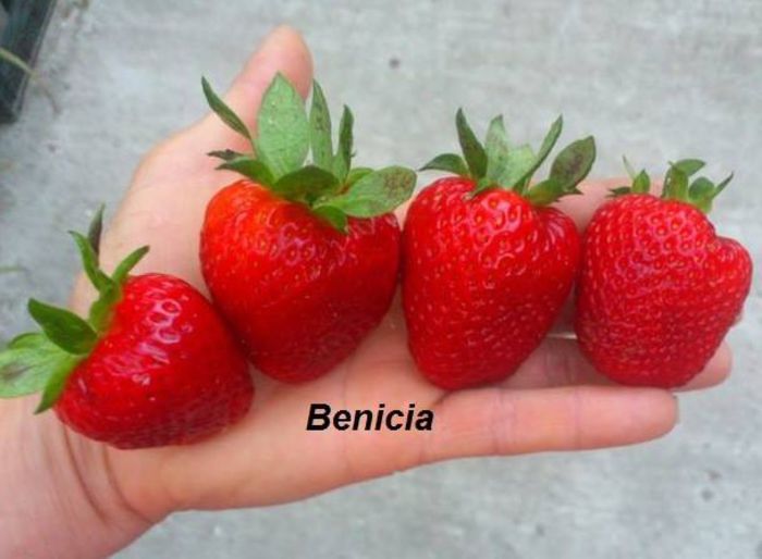 Benicia - 00 DISPONIBIL POMI SI ARBUSTI PRIMAVARA 2017