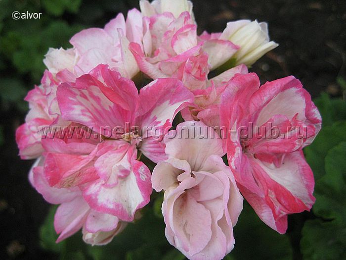 Lady Mavis Pilkinton