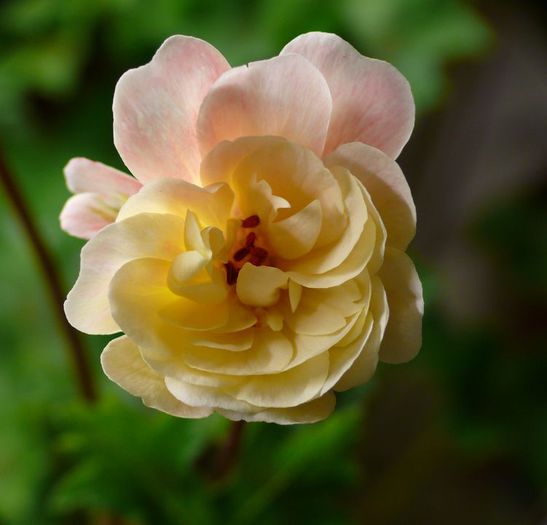 Lara Marjorie (Zonartic)