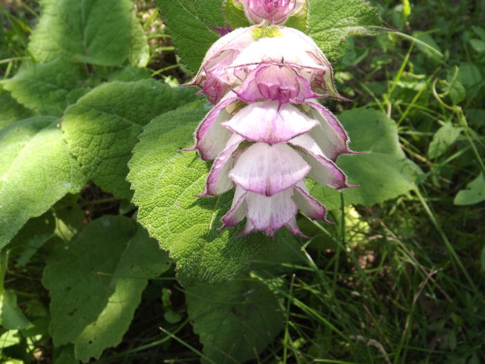 Salvia sclarea Lilac - Flori amestec