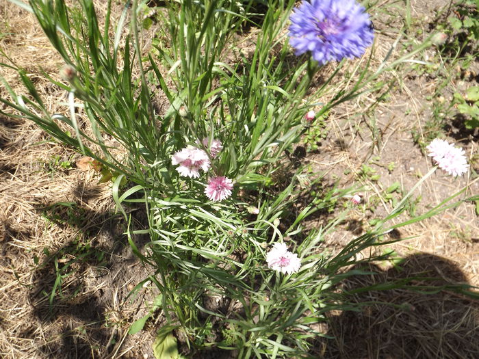 Albastrele - Flori amestec