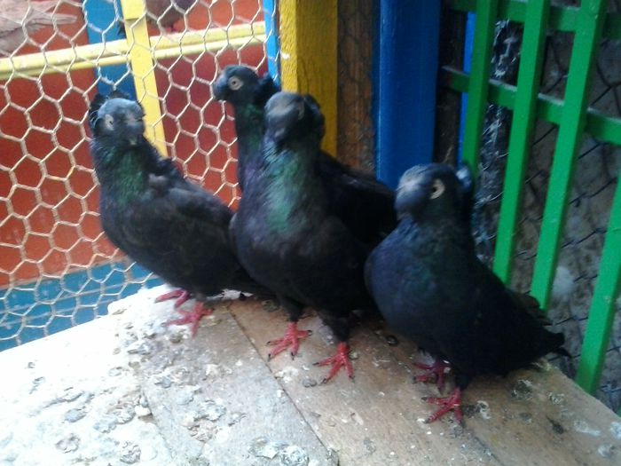 2014-10-31 15.28.17 - Jucator dublumotat de ardeal Play dublumotat of Transylvania