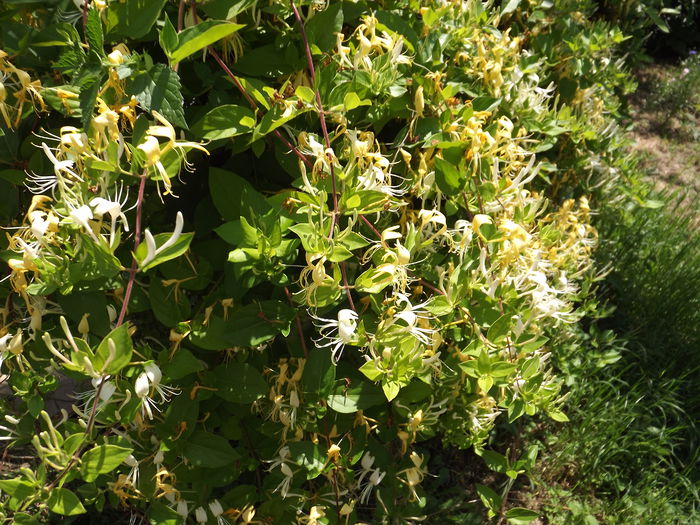 DSCF3120 - Flori amestec