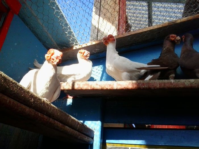 2014-10-08 10.45.13 - indian german-berberi and German -Indian Berbers