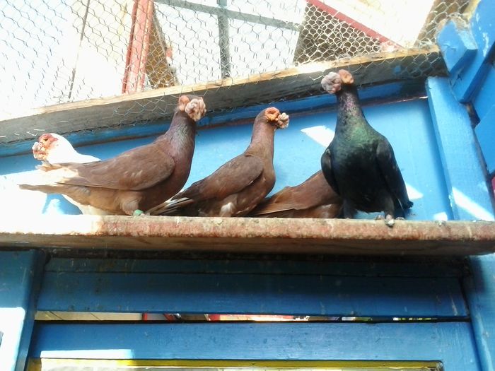 2014-10-08 10.45.18 - indian german-berberi and German -Indian Berbers