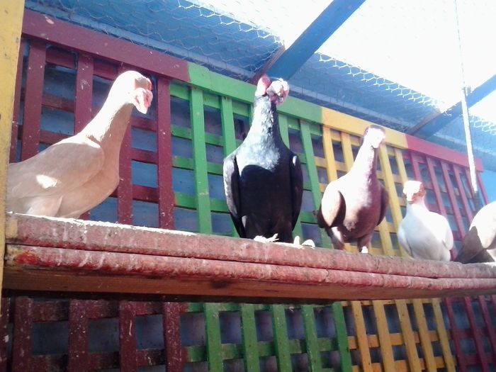 2014-10-08 11.09.10 - indian german-berberi and German -Indian Berbers