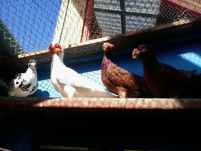 2014-10-08 11.17.10 - indian german-berberi and German -Indian Berbers