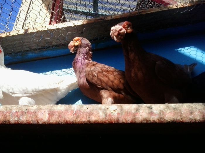 2014-10-08 11.17.28 - indian german-berberi and German -Indian Berbers
