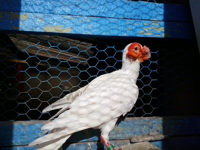 2014-10-08 15.34.37 - indian german-berberi and German -Indian Berbers