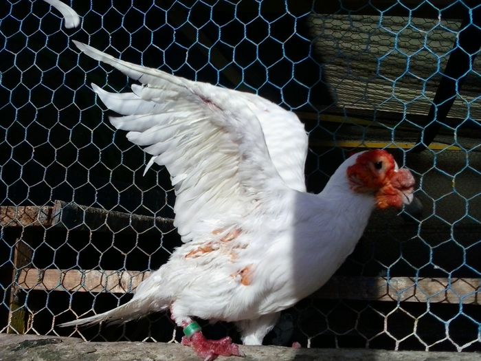 2014-10-08 15.41.02 - indian german-berberi and German -Indian Berbers