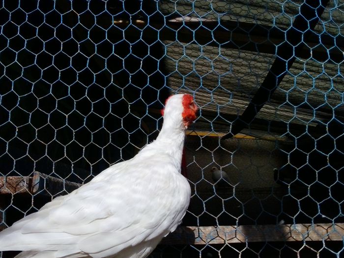 2014-10-08 15.41.25 - indian german-berberi and German -Indian Berbers