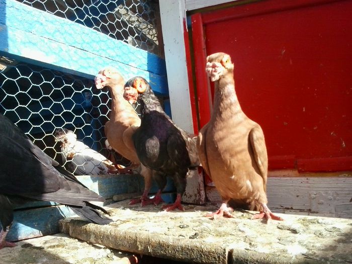 2014-10-08 15.50.33 - indian german-berberi and German -Indian Berbers