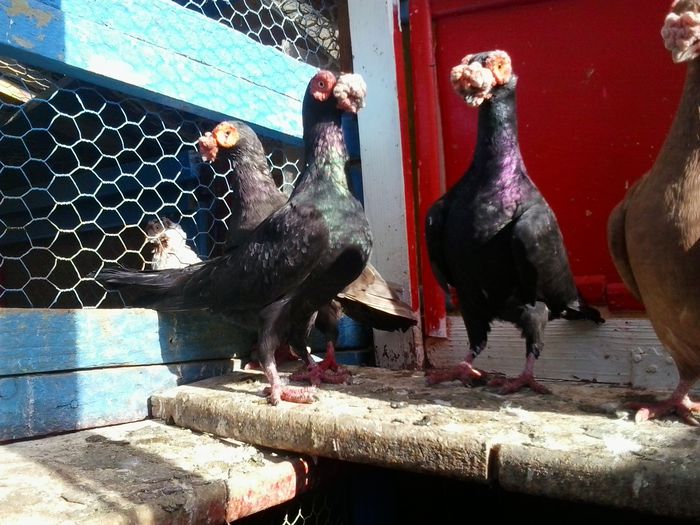 2014-10-08 15.50.52 - indian german-berberi and German -Indian Berbers