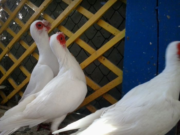 2014-10-08 15.54.00 - indian german-berberi and German -Indian Berbers