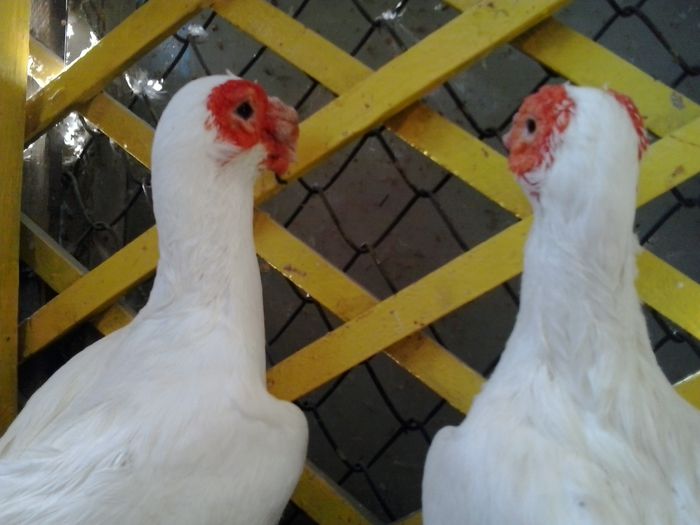2014-10-08 15.55.21 - indian german-berberi and German -Indian Berbers