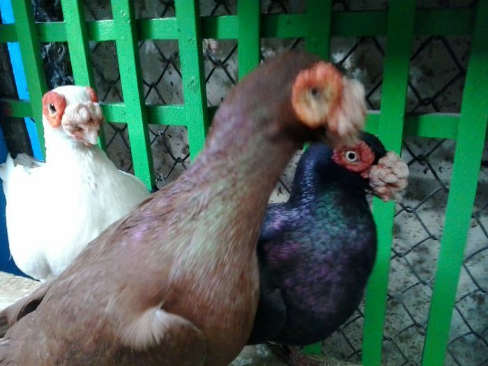 2014-10-26 12.03.58 - indian german-berberi and German -Indian Berbers