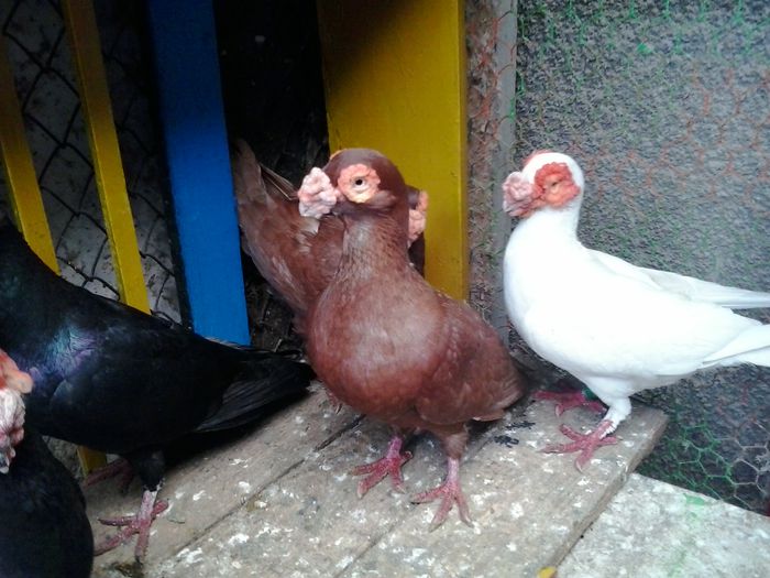 2014-10-26 12.04.12 - indian german-berberi and German -Indian Berbers