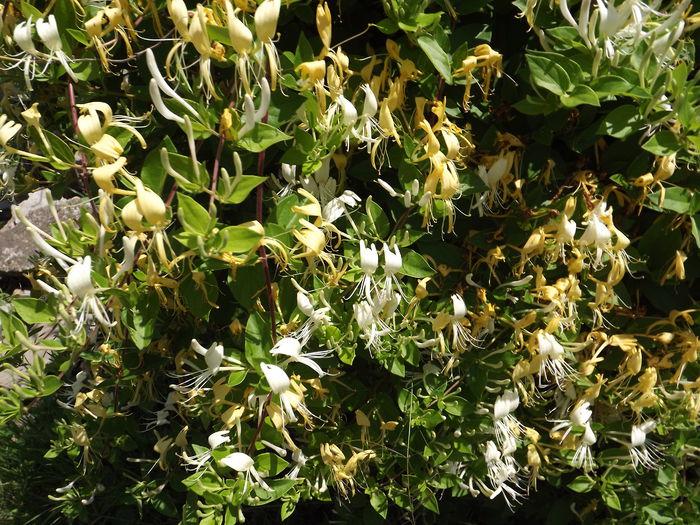Lonicera - Flori amestec