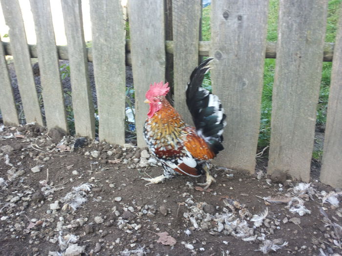 20141102_134654; Cocosel pitic 2013
