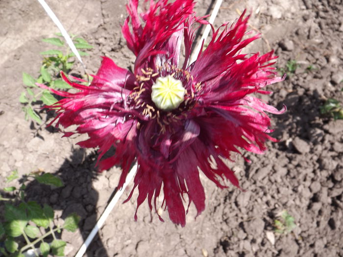 DSCF3123 - Flori amestec