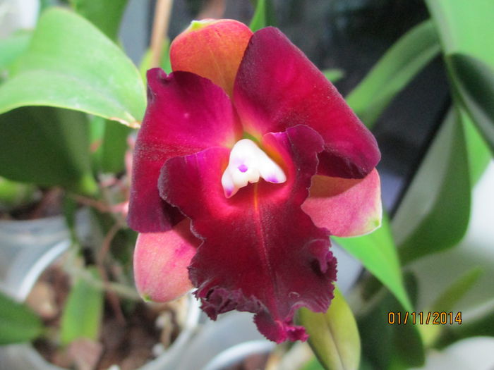 cattleya roz cu rosu 2014.11.01 4