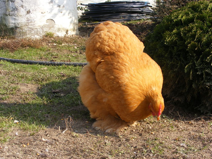 DSCF7613 - Cochinchina galben 2015