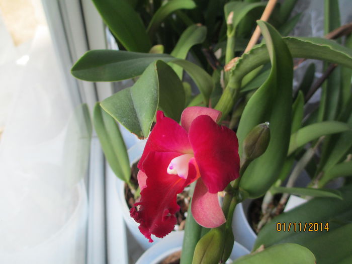 cattleya roz cu rosu 2014.11.01 5