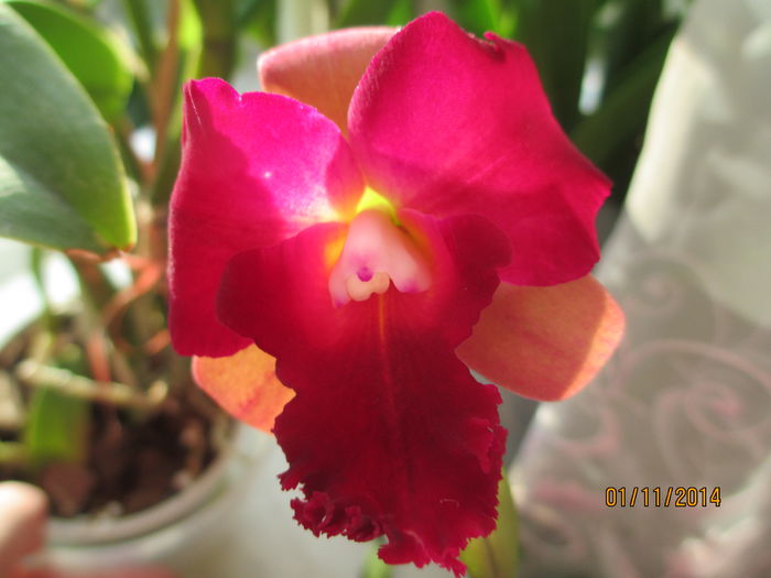 cattleya roz cu rosu 2014.11.01 8