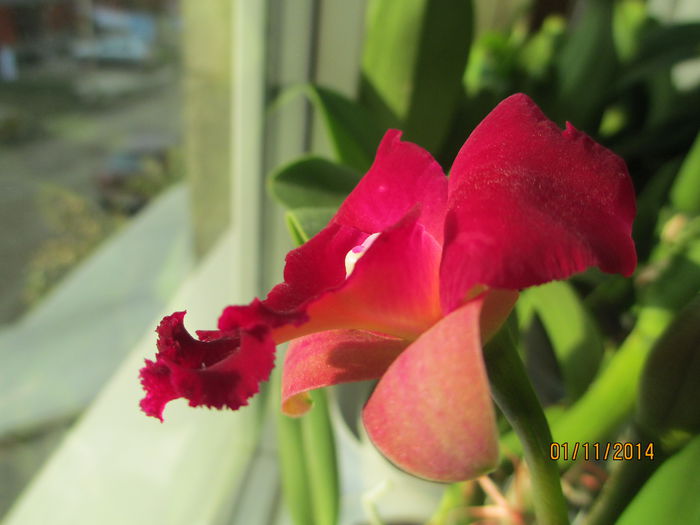 cattleya roz cu rosu 2014.11.01 9