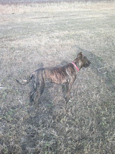 2014-11-02-289 - Presa Canario hera 8 luni