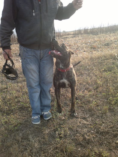 2014-11-02-296 - Presa Canario hera 8 luni